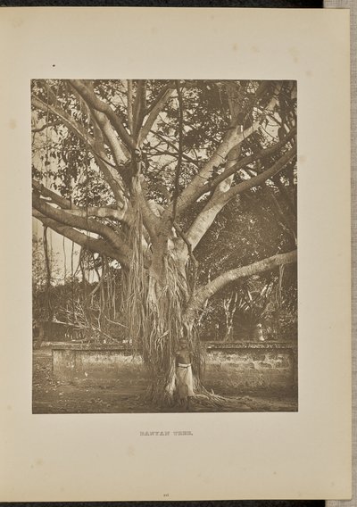 Banyan Tree, with Young Aerial Stems by Henry W. Cave