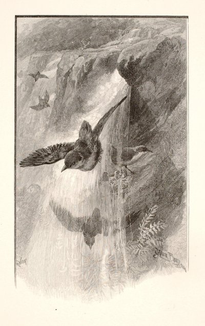 The Bird That Lives in Waterfalls by Henry Wolf