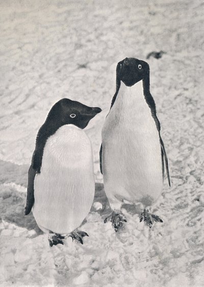 A Pair of Adélie Penguins, 1913 by Herbert Ponting