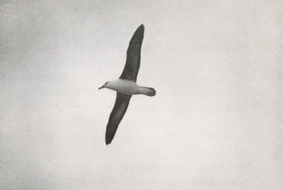 Albatross Soaring by Herbert Ponting
