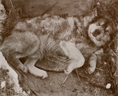 Stareek Malingering by Herbert Ponting