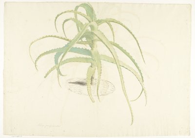 Aloe Perfoliata by Herman Saftleven