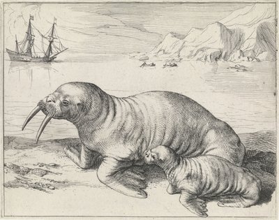 Walrus at Spitsbergen by Hessel Gerritsz
