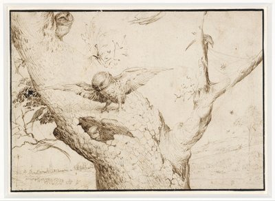 The Owl