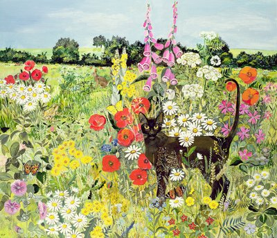 Summer Cat by Hilary Jones