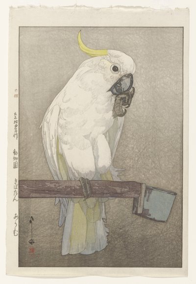 Sulphur-crested Cockatoo by Hiroshi Yoshida
