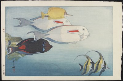 The Honolulu Aquarium by Hiroshi Yoshida