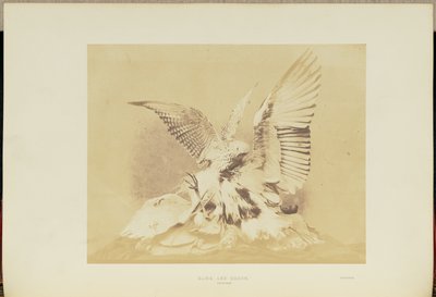 Hawk and Heron by Hugh Owen
