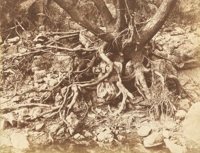 Tree with Tangle of Roots by Hugh Owen