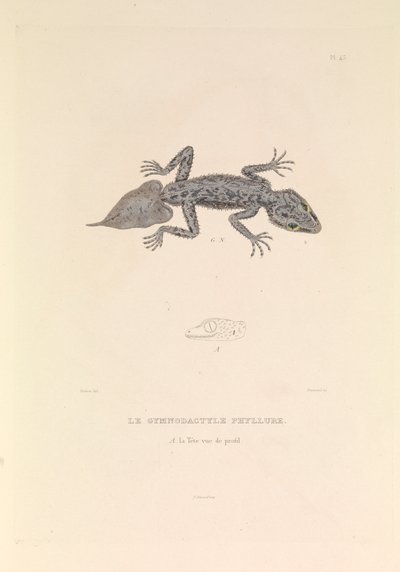 The Gymnodactyle Phyllure by Hyacinthe Yves Philippe (1781 1846) Potentien
