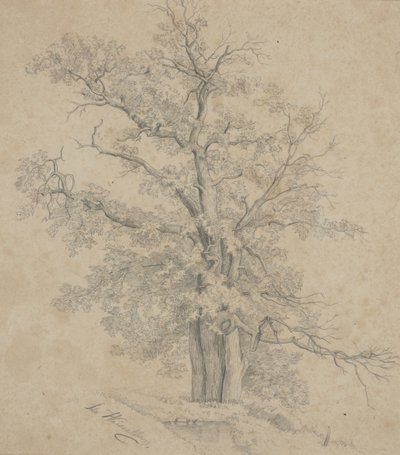 Tree by Ida Weisselberg Hadra