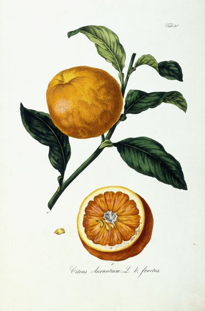 Orange Fruit, Citrus Aurantium, Fructus by Ignaz (after) Strenzl