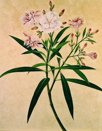 Oleander by Indian School