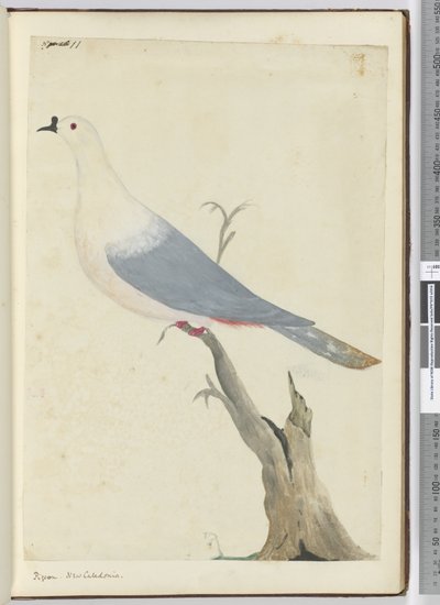 Pigeon. New Caledonia, 1772-75 by Isaac Smith