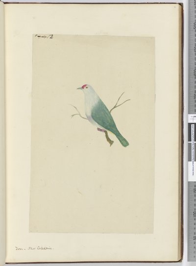 Dove. New Caledonia, 1772-75 by Isaac Smith