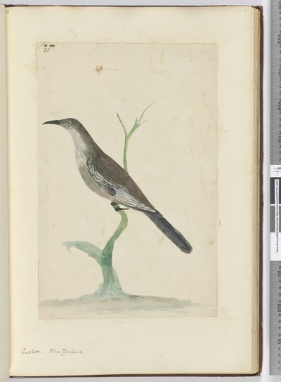 Cuckoo. New Zealand, 1772-75 by Isaac Smith