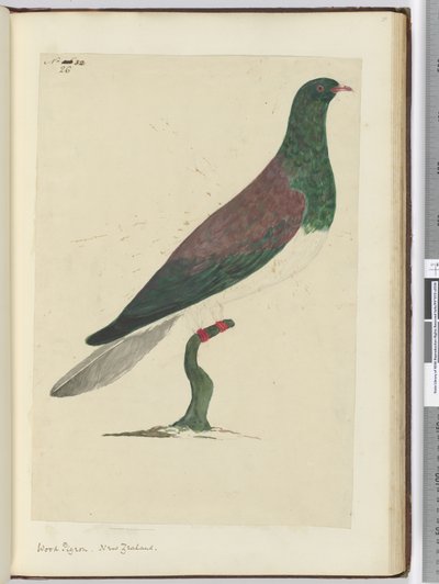 Wood Pigeon. New Zealand, 1772-75 by Isaac Smith