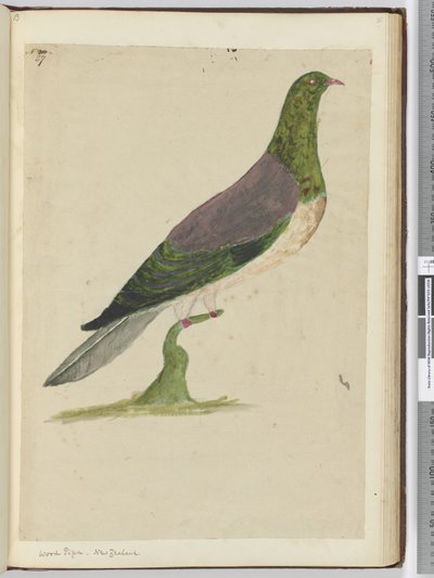 Wood Pigeon. New Zealand, 1772-75 by Isaac Smith
