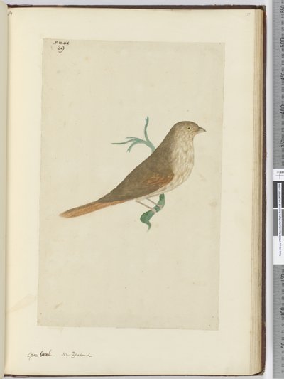 Gross Beak. New Zealand, 1772-75 by Isaac Smith
