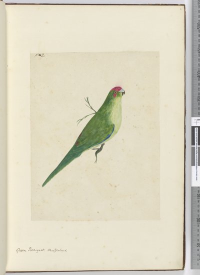 Green Parroquet. New Zealand, 1772-75 by Isaac Smith