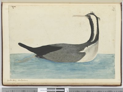Crested shag. New Zealand, 1772-75 by Isaac Smith