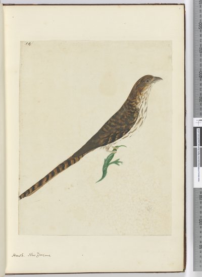 Hawk. New Zealand, 1772-75 by Isaac Smith
