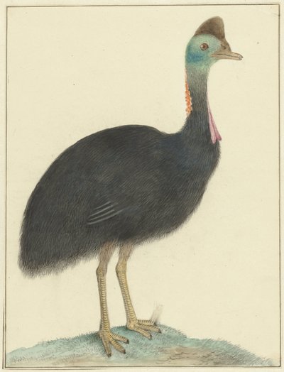 Cassowary by Isaac van Haastert