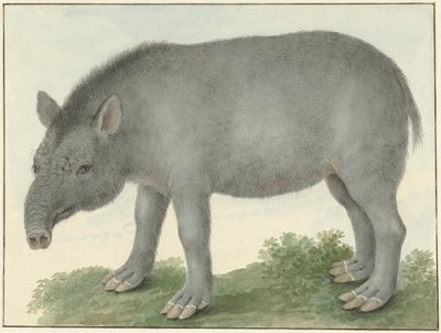 Tapir by Isaac van Haastert