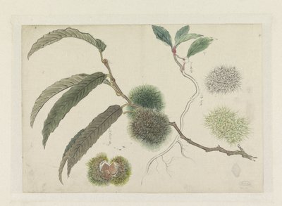 Sweet Chestnuts on a Branch by Ishikawa Kazan