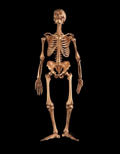 Miniature human skeleton by Israel Rouchomovsky