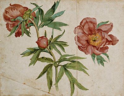 A Study of Paeonies by Italian School