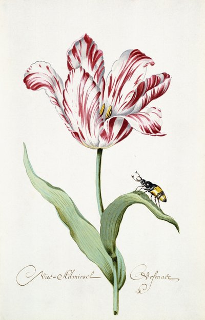 Admiral Tulip by Italian School