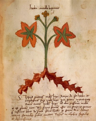 Antollas Lupanas by Italian School
