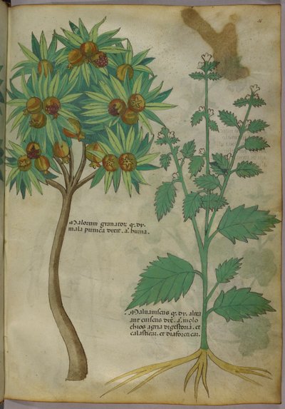 Botanical Illustration by Italian School