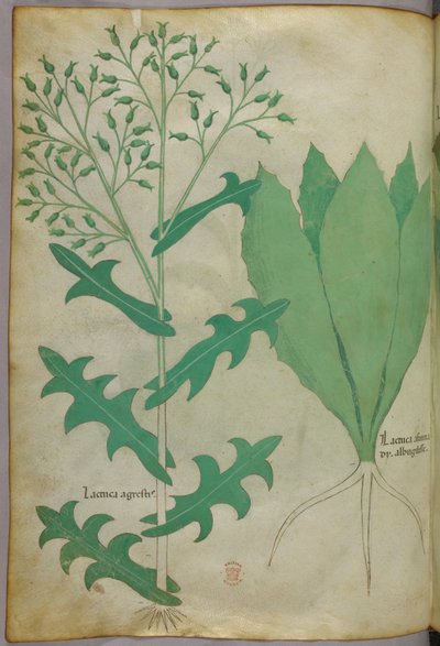 Botanical Illustration, circa 1440 by Italian School