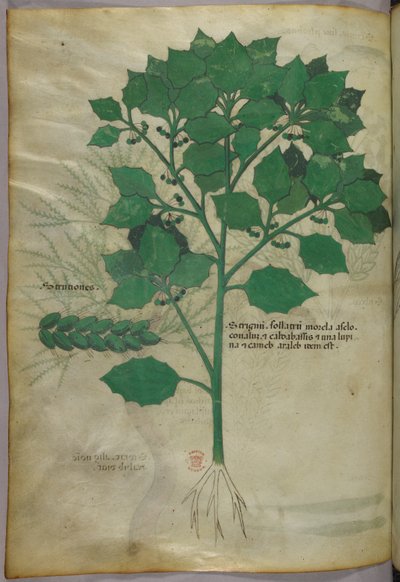 Botanical Illustration, circa 1440 by Italian School
