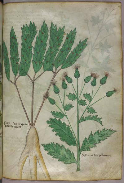 Botanical Illustration, circa 1440 by Italian School