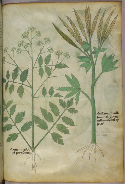 Botanical illustration, c.1440 by Italian School