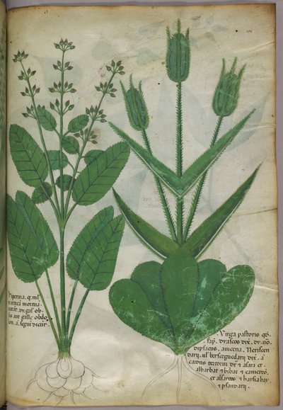 Botanical illustration, c.1440 by Italian School