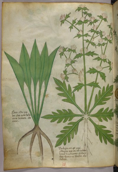 Botanical illustration, c.1440 by Italian School