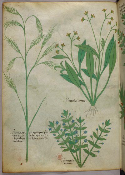 Botanical illustration, c.1440 by Italian School