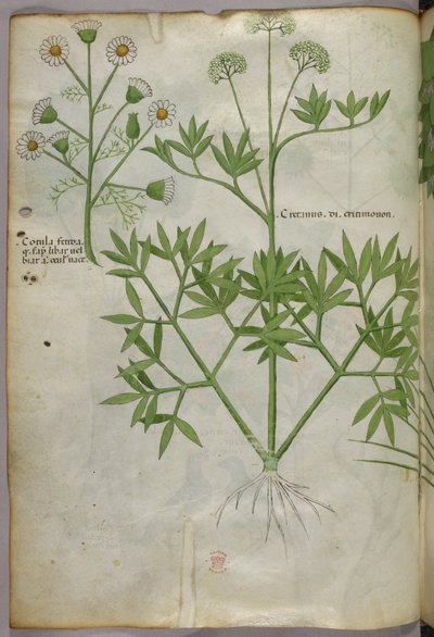 Botanical illustration, c.1440 by Italian School