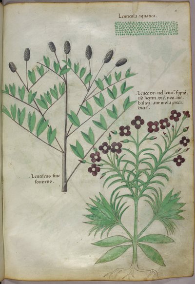 Botanical illustration, c.1440 by Italian School