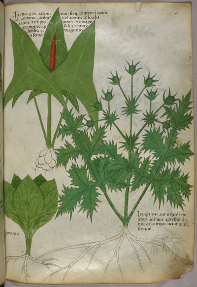 Botanical illustration, c.1440 by Italian School