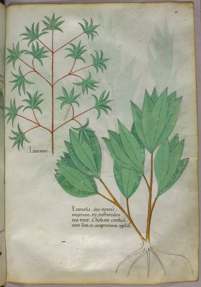 Botanical illustration, c.1440 by Italian School