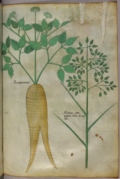 Botanical illustration, c.1440 by Italian School