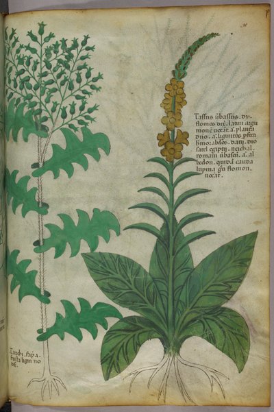 Botanical illustration, c.1440 by Italian School