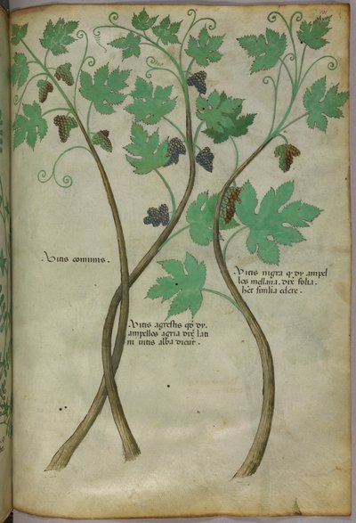 Botanical illustration, c.1440 by Italian School