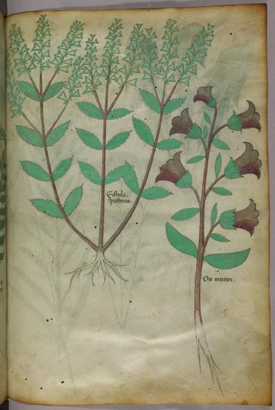 Botanical illustration, c.1440 by Italian School