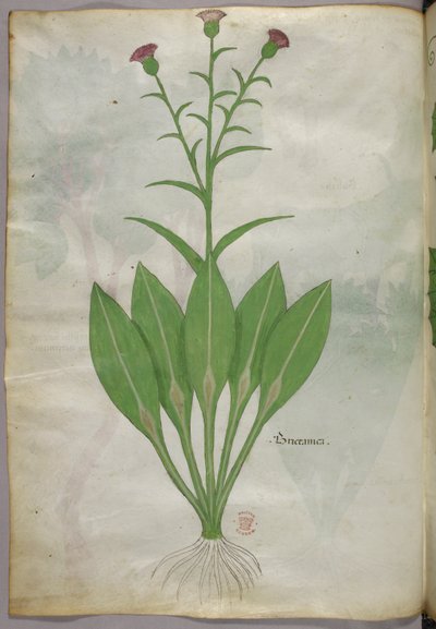 Botanical illustration, c.1440 by Italian School